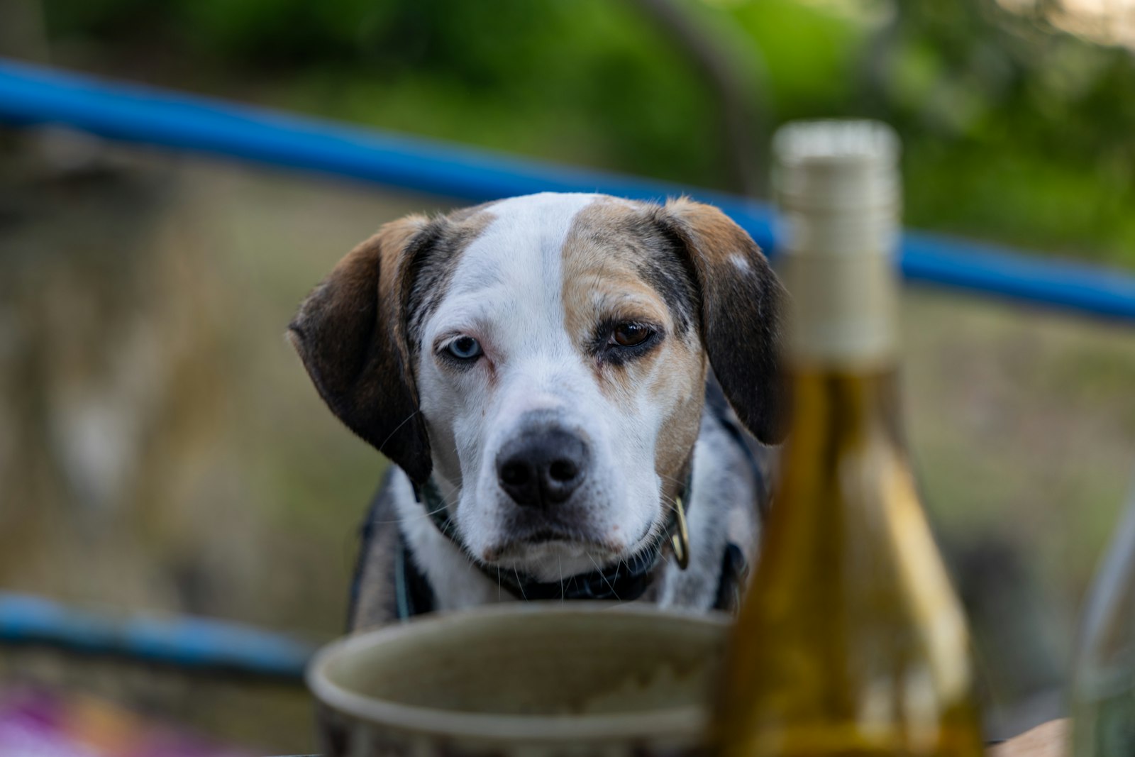 Dog Ear Infections in Sunnyvale: When Head Shaking and Scratching Mean It’s Time for a Vet Visit