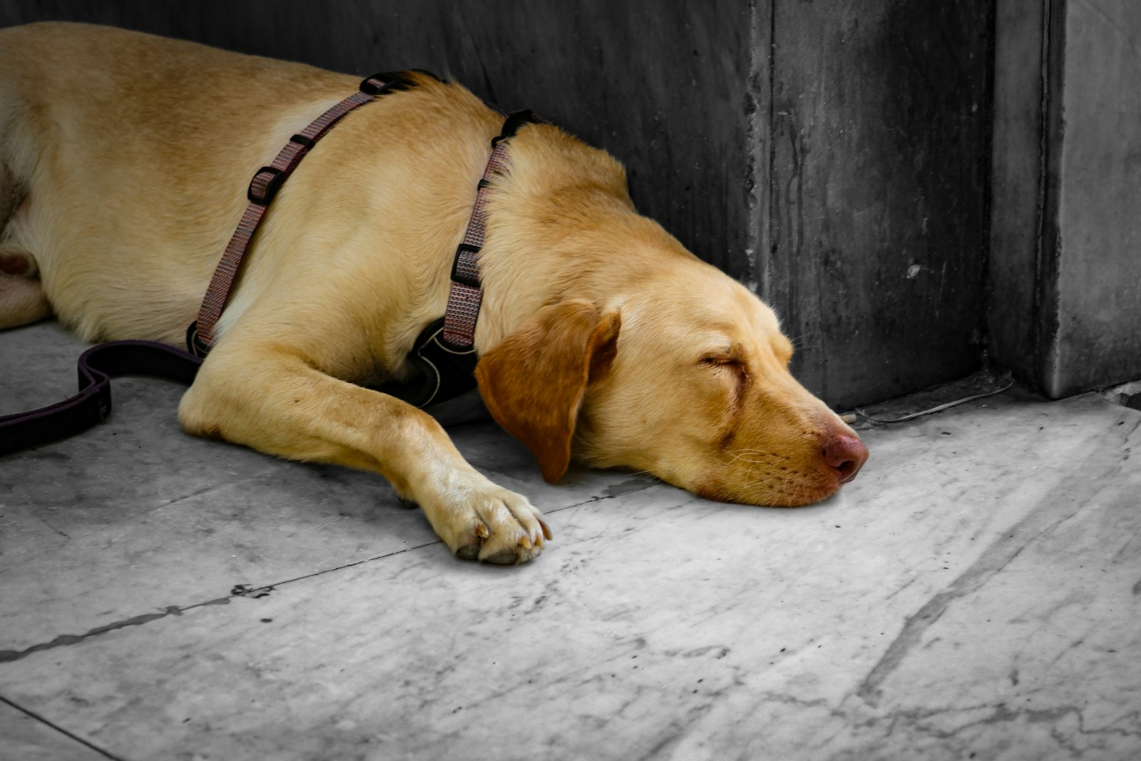 Vet Clinic in Sunnyvale: When Your Dog’s Stomach Issues Can Wait, and When They Shouldn’t